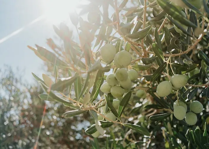 Sunset Waves Boutique 公寓 特罗吉尔